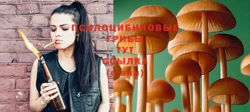 купить  сайты  Андреаполь  Галлюциногенные грибы Psilocybe 